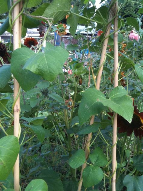 Pin By Helen Shaw On Allotment Plants Garden Allotment