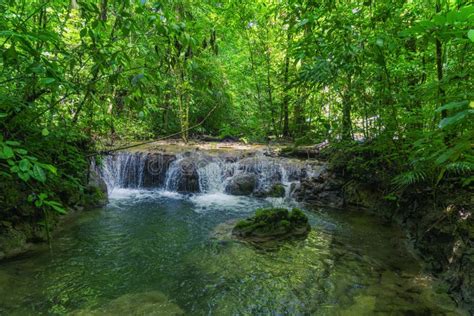 Selva Lacandona Mexico Stock Image Image Of Texture