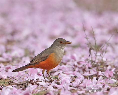 Rufous-bellied Thrush Photos, Rufous-bellied Thrush Images, Nature ...