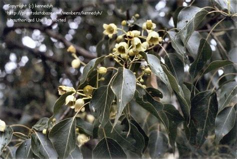 Plantfiles Pictures Brachychiton Species Bottle Tree Kurrajong