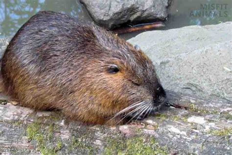 Pet Beaver: Can You Keep Beavers As Pets & How?