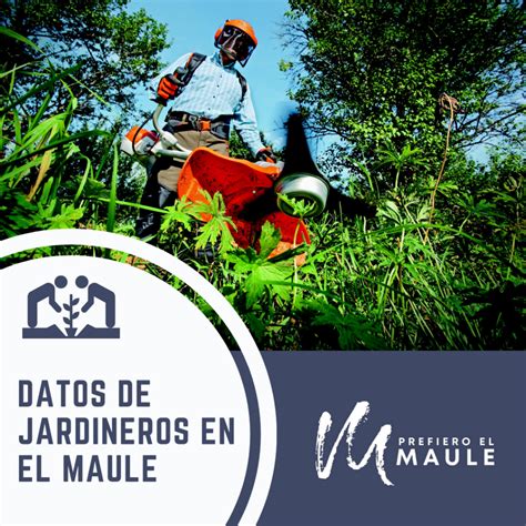 Nueva Iniciativa De Prefiero El Maule Busca Ayudar A Diferentes Oficios