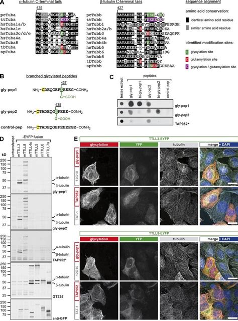 Glycylation In Primary Cilia Of Mdck Cells Is Length Dependent A Download Scientific Diagram