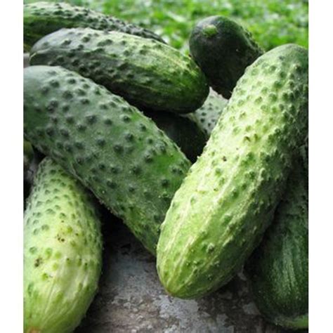 Купить Огурец Маша F1, 10 шт Цена, фото, описание, отзывы. Курьерская ...