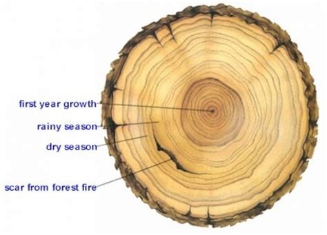 Paleoclimatology – The Michigan Weather Center