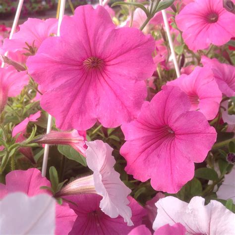 Vista petunias, bubblegum & silverberry vista petunias form a ball and ...
