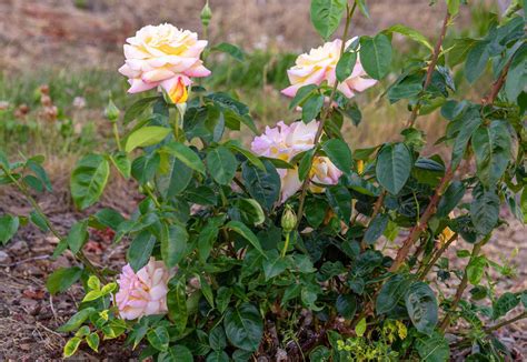 Peace Rose Plant Care And Growing Guide