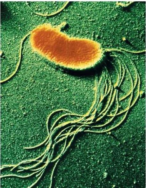 Prokaryotic Cell Structure: A Visual Guide | Owlcation