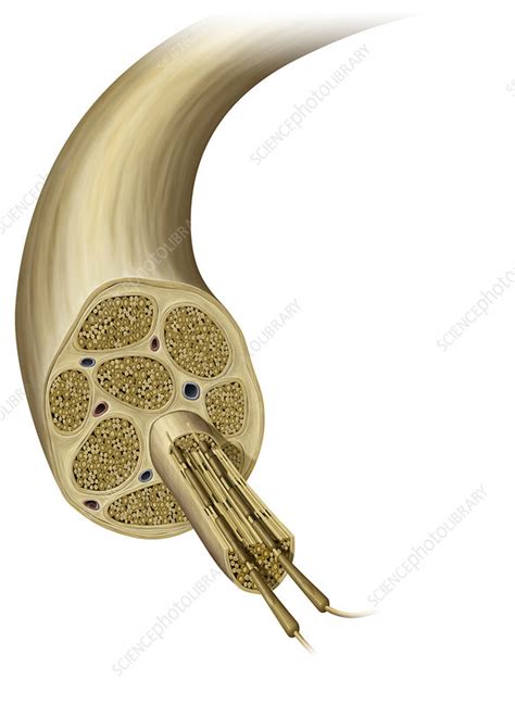 Cross Section Of Nerve