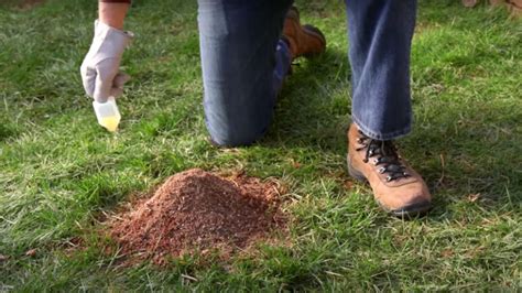 15 Ways To Get Rid Of Ant Hills Naturally Or Chemically