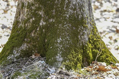 Should You Worry About Lichens Moss Algae On Trees Reportwire