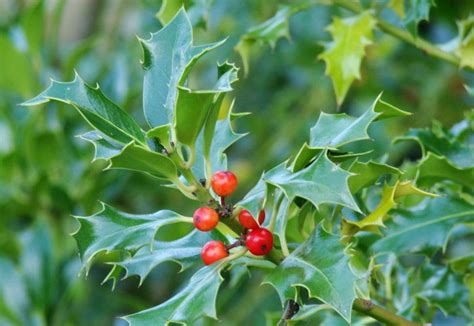 Ilex Aquifolium Alaska Carbeth Plants