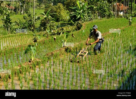 Farmer Working In The Fields Stock Photo Alamy