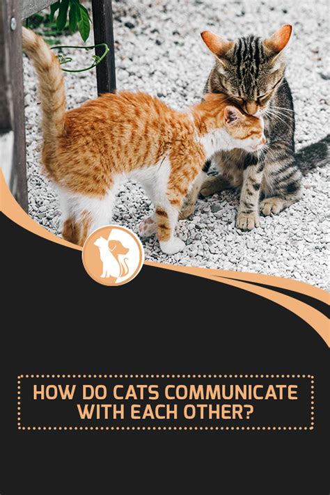 How Do Cats Communicate With Each Other Cat Communication Cats