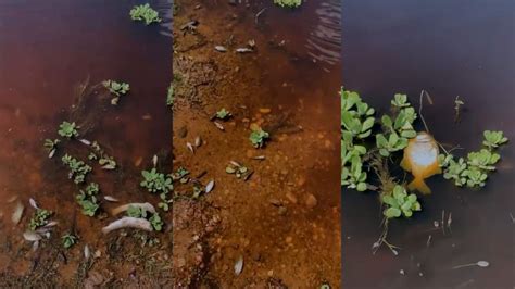 Em V Deo Morador Denuncia Mortandade De Peixes No Principal Rio Que