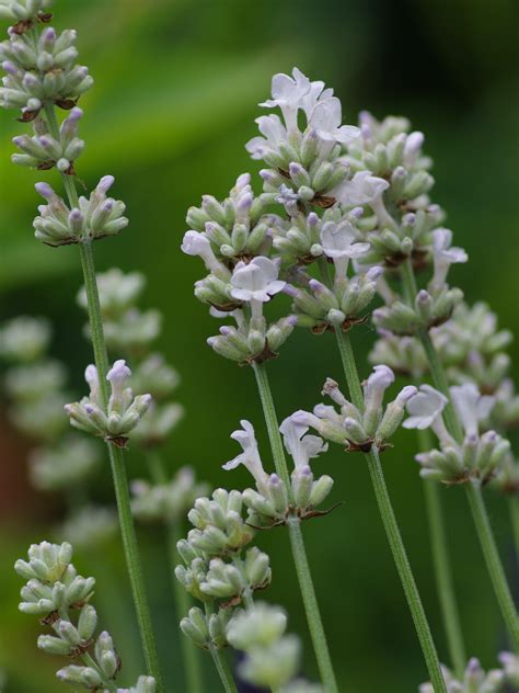 Lavandula Angustifolia Arctic Snow Beth Chattos Plants