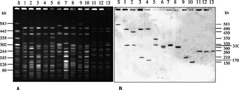 PFGE Of XbaI Digested Genomic DNAs A And StxA 2 Specific Southern