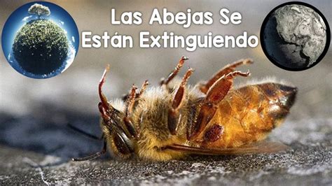 Qu Pasar A Si Las Abejas Se Extinguieran La Importancia De Las