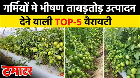 टमटर क टप 5 कसम Tomato Top 5 Variety hybrid seeds Summer