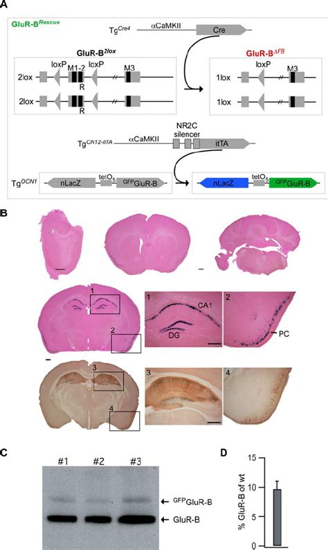 Specific Hippocampus And Piriform Cortex Expression Of Transgenic Gfp Download Scientific