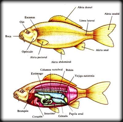 Asistente Veterinario Sistema Digestivo De Peces