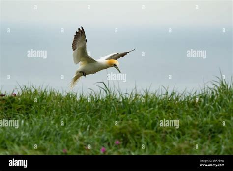 Northern Gannet In Flight Stock Photo Alamy