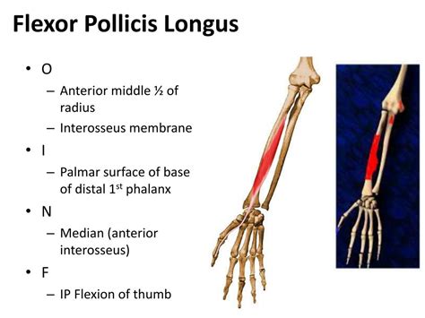 Ppt Wrist Hand And Fingers Powerpoint Presentation Free Download Id 3106822