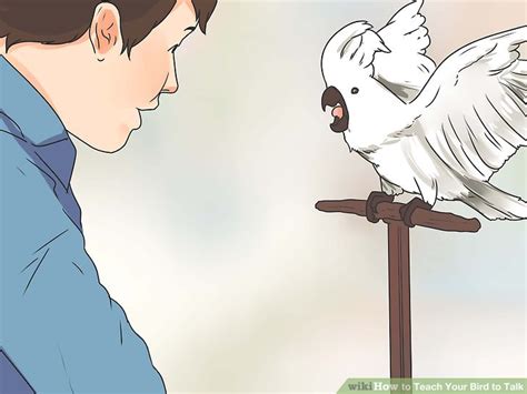 How to Teach Your Bird to Talk: 11 Steps (with Pictures) - wikiHow