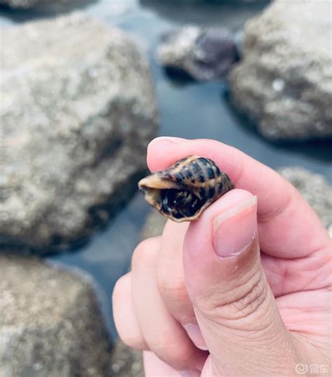 温岭赶海之行今天超热！我们赶海捡到了海葵、辣螺、寄居蟹、小生蚝、小青口，岩雷丁芒果社区易车社区