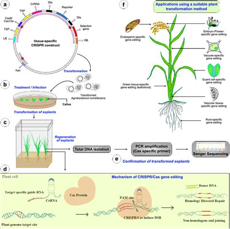 Tissue Specific Genome Editing In Rice Crop Model Through CRISPR Cas