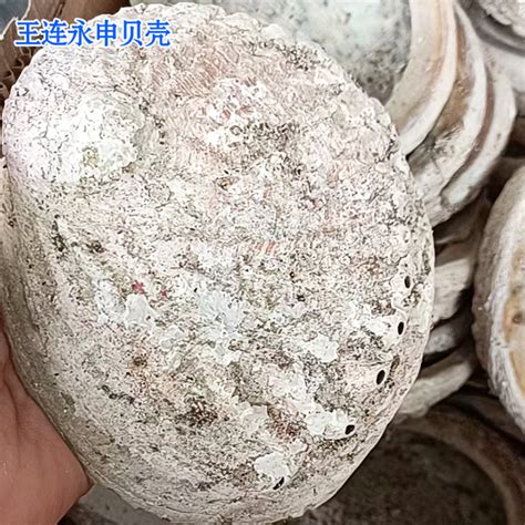 鲍鱼贝壳鱼缸水族箱造景家居装饰纪念工艺品11 14cm澳洲鲍鱼壳 阿里巴巴