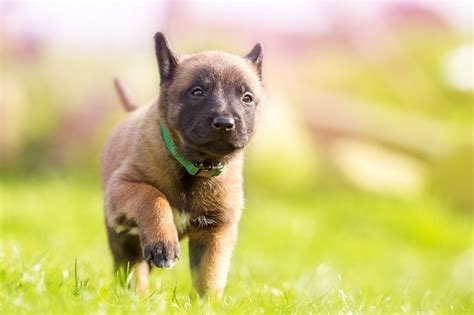 Parvovirus Bij De Hond Een Gevaarlijk Virus Dier En Zorg Gids