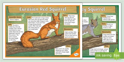 Red And Grey Squirrels Poster Cfe Second Level Resources