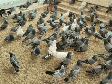 Gurugram Sadar Bazar Bird Hospital Heat Bad Condition Dr Rajkumar