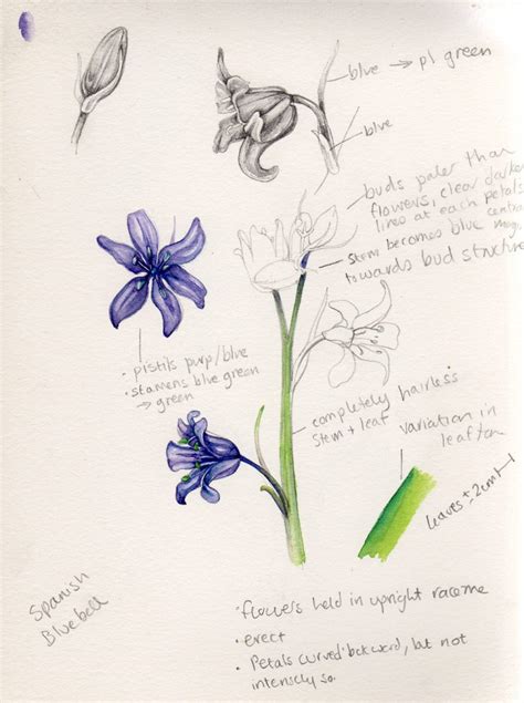 Bluebell Sketch By Lizzie Harper Botanical Illustrator Lizzie Harper