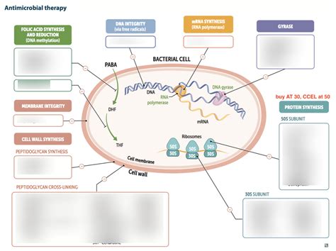 Antimicrobials Diagram Quizlet