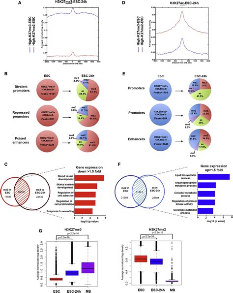 Roles Of H3k27me2 And H3k27me3 Examined During Fate Specification Of