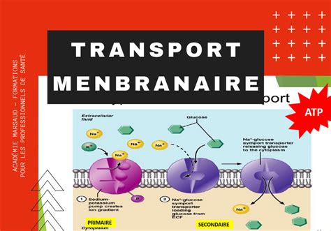 Formation Transport Membranaire