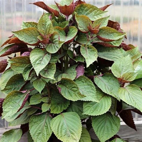 Vietnamese Shiso Perilla 100 Seeds Jeok Ssam IP Shiso Herb Etsy Hong Kong