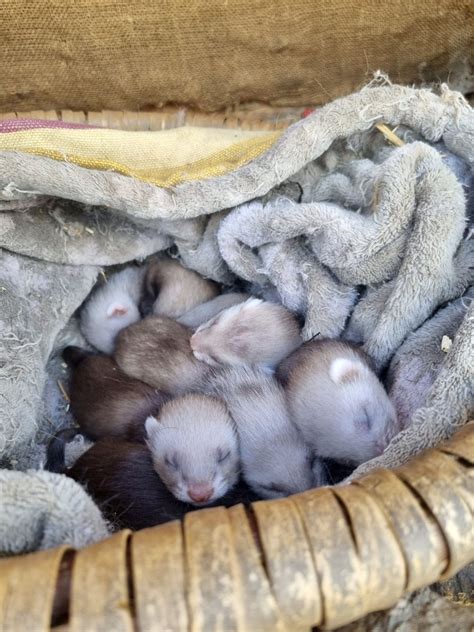 Kleine Frettchen Räuberischer Nachwuchs im Wildpark Assling Osttirol