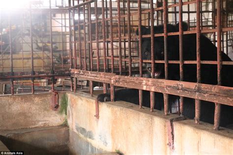 Five Moon Bears Freed After More Than Twenty Years Trapped In Cages At