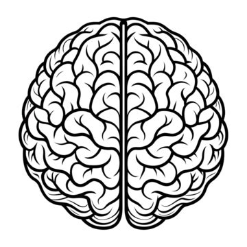 Brain PNG Transparent Images Free Download | Vector Files | Pngtree