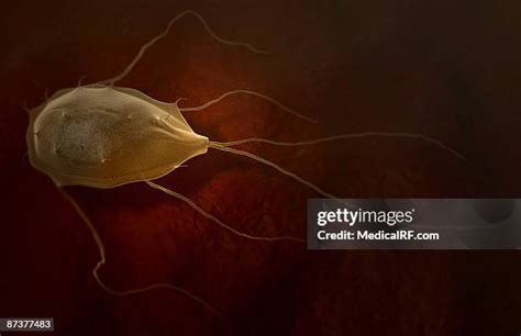 Giardia Lamblia Photos And Premium High Res Pictures Getty Images