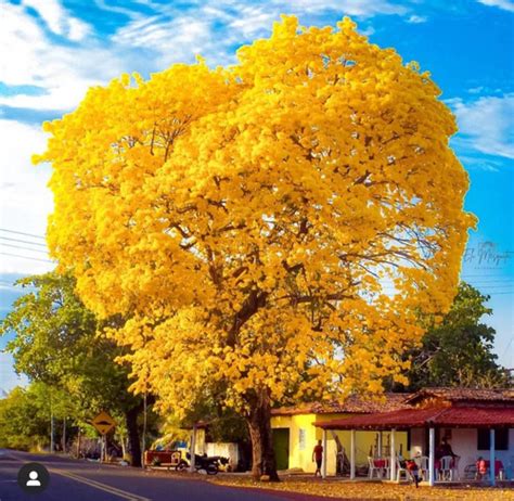 100 Sementes De Ype Ipe Amarelo Agrotecwb