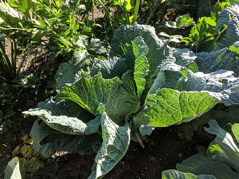 10 Best Cabbage Varieties to Grow At Home (With Pictures) | House Grail