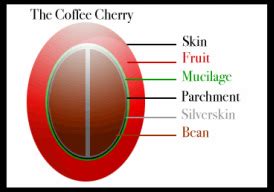 Anatomy Of A Coffee Bean - Anatomy Book