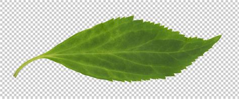 Leaves0206 Free Background Texture Leaf Masked Alpha Isolated Green