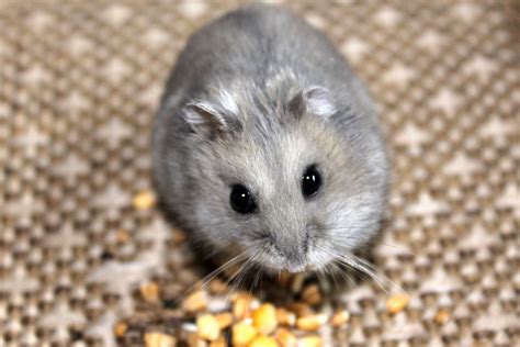 Grey Dwarf Hamster - Profile | Facts | Traits | Cute | Baby | Lifespan - Mammal Age