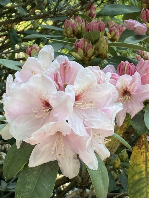 Rododendro Florecer Flor Foto Gratis En Pixabay Pixabay