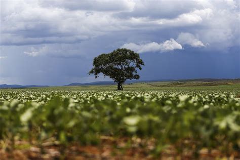 Chuvas Escassas Podem Atrasar In Cio Do Plantio De Soja No Centro Oeste